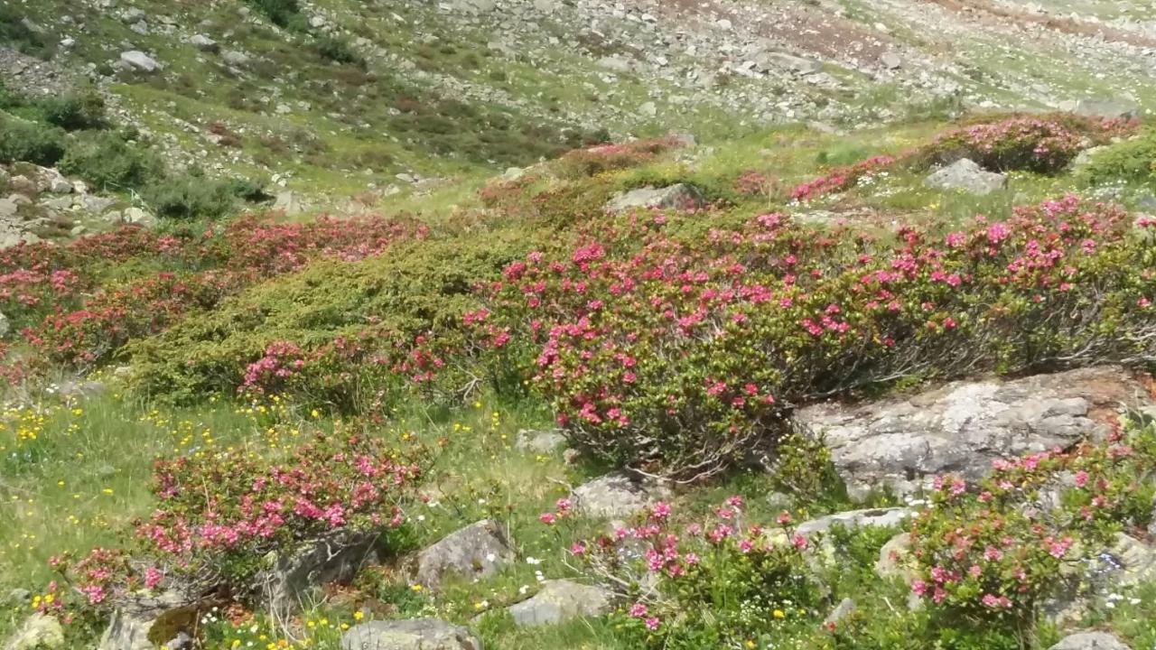 Haus Elisabeth Leilighet Mittersill Eksteriør bilde